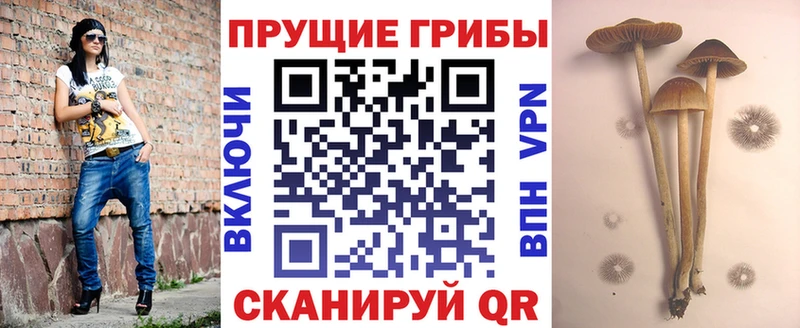 OMG рабочий сайт  Междуреченск  Галлюциногенные грибы Cubensis  как найти закладки 